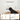 Electronic Pet Door + 2 RFID Tags - S / White - Hakuna Pets