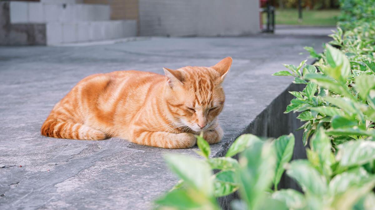 8 Ways To Keep Your Cat From Running Outside
