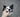 How To Train Your Dog To Use A Pet Door