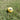 High Bounce Pet Ball - Yellow - Hakuna Pets