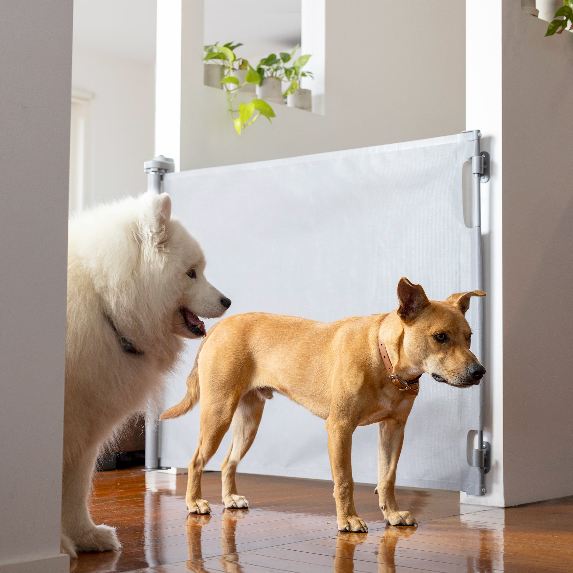 Paw Proof Retractable Dog Gate