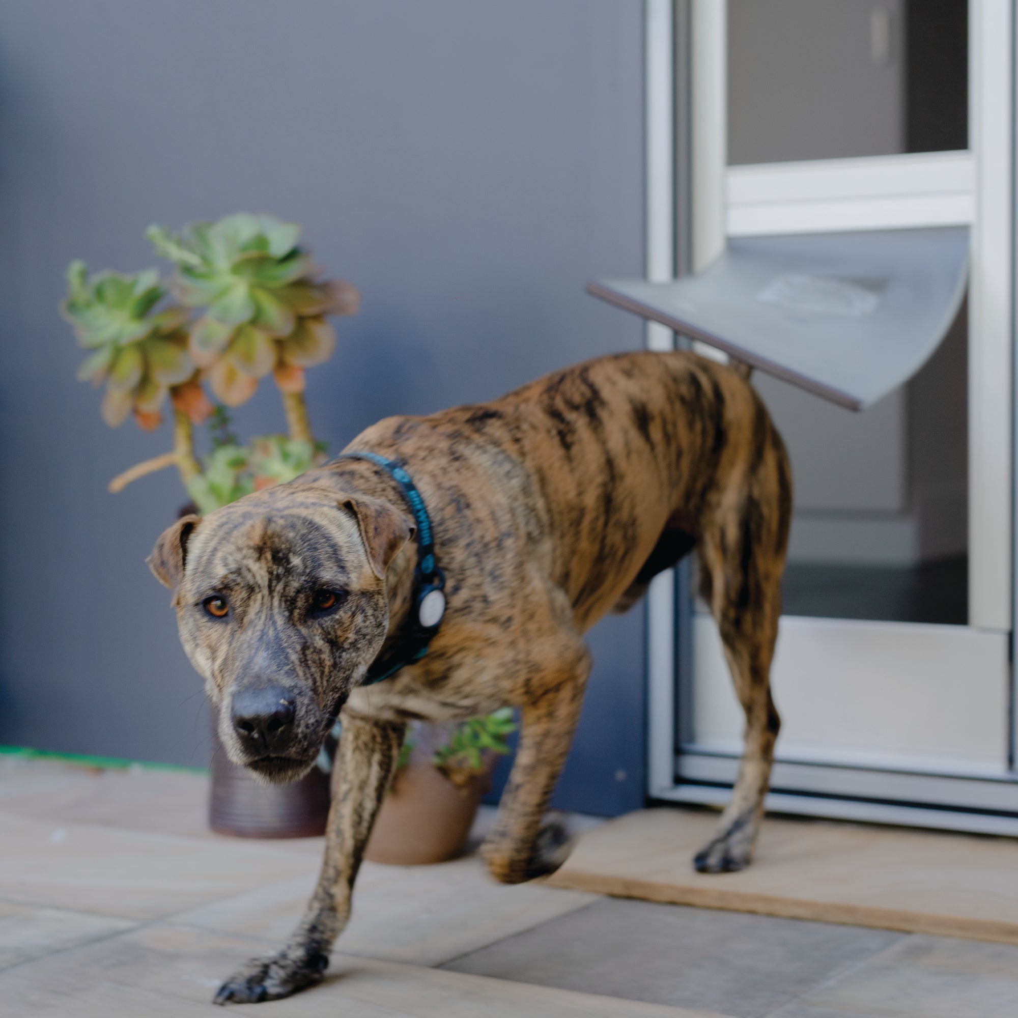 Black Mesh Patio Pet Door